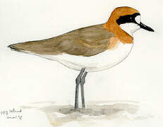 Greater Sand Plover