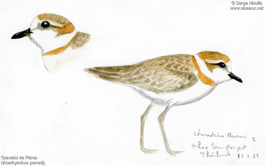 Malaysian Plover female, identification