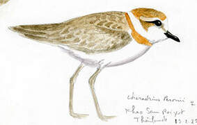 Malaysian Plover