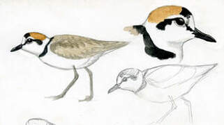 Malaysian Plover