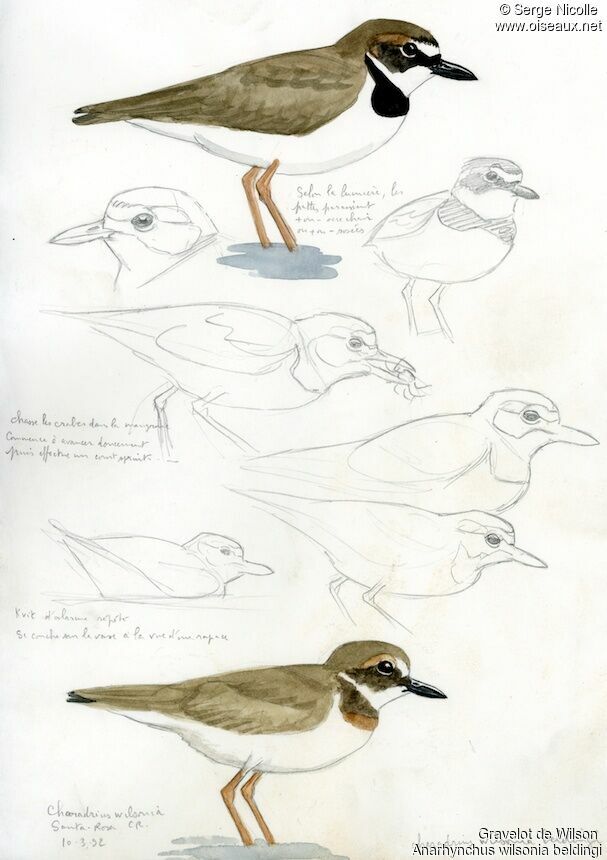 Wilson's Plover, identification