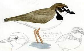 Wilson's Plover