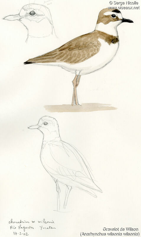 Wilson's Plover, identification