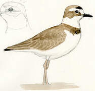 Wilson's Plover