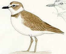 Wilson's Plover