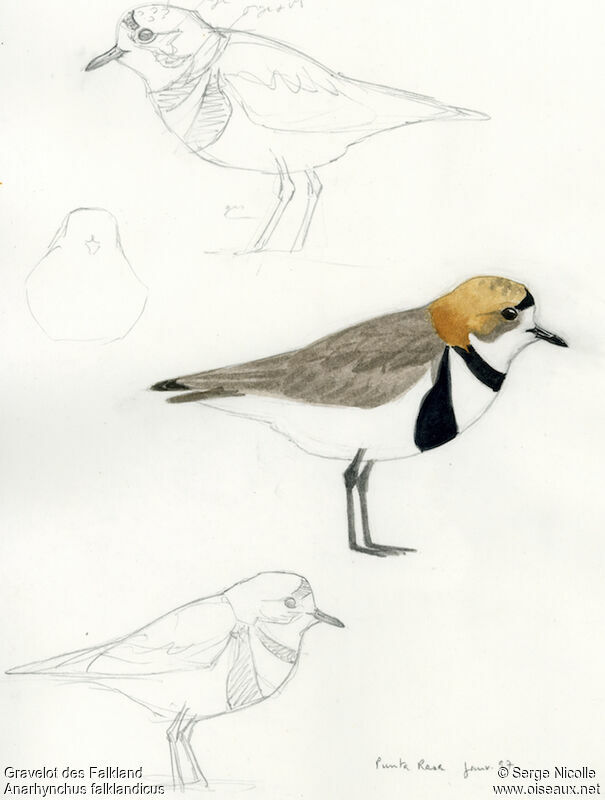Two-banded Plover, identification