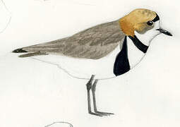 Two-banded Plover