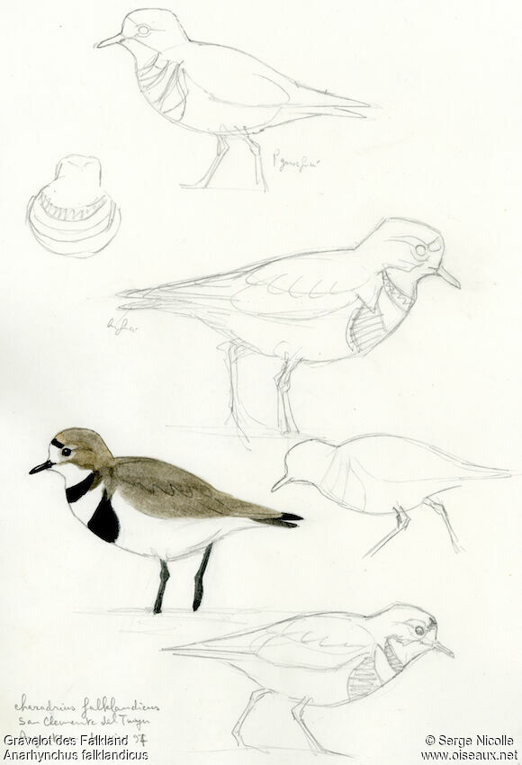 Two-banded Plover, identification