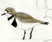 Two-banded Plover