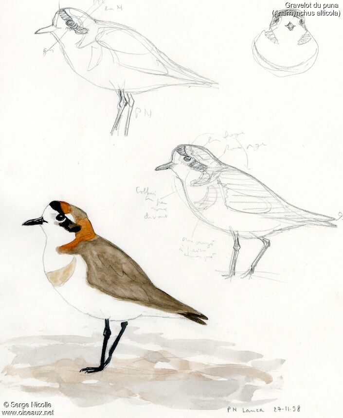 Puna Plover, identification