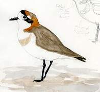 Puna Plover