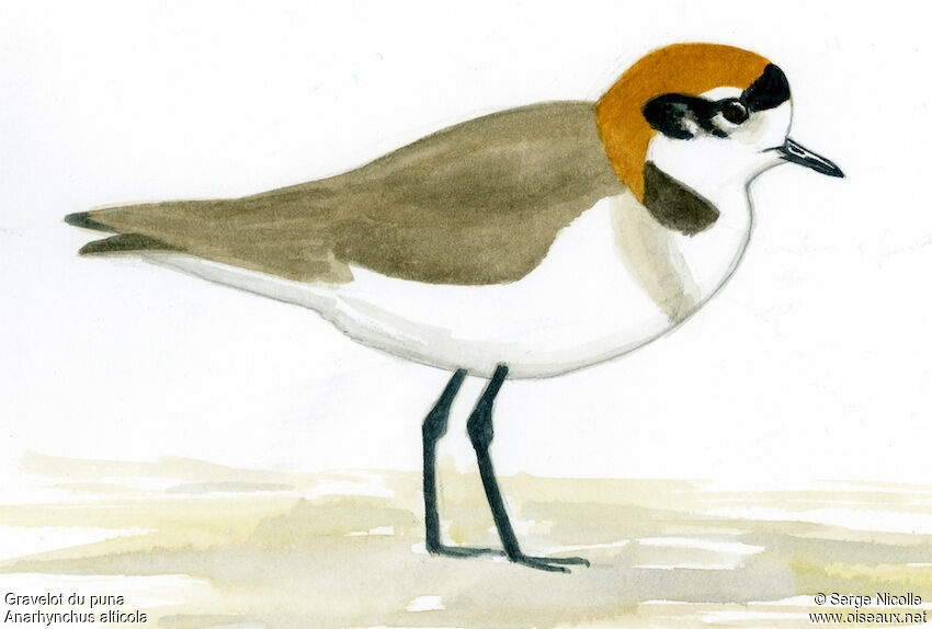 Puna Plover, identification