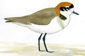 Puna Plover