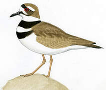 Killdeer