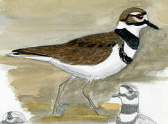 Killdeer