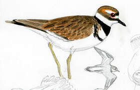 Killdeer