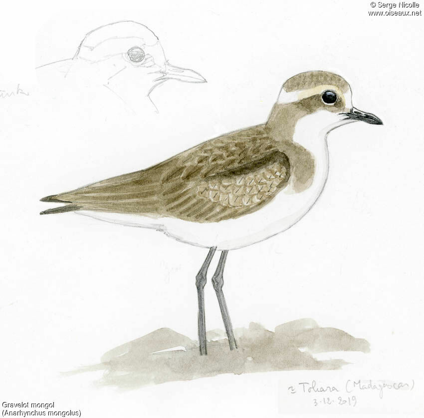 Siberian Sand Plover, identification