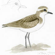 Siberian Sand Plover