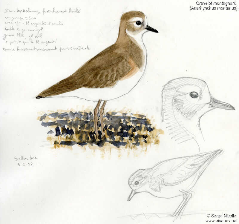 Mountain Plover, identification