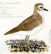 Mountain Plover