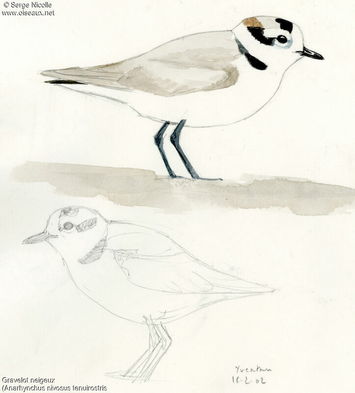 Snowy Plover, identification