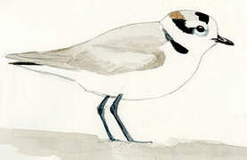 Snowy Plover