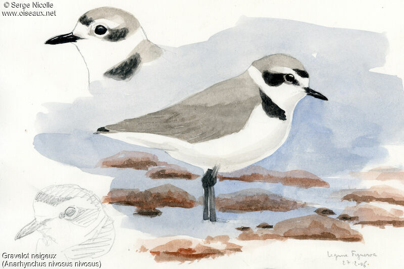 Snowy Plover, identification