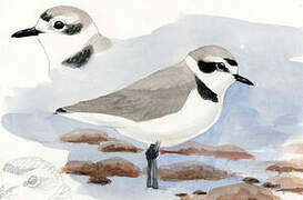 Snowy Plover