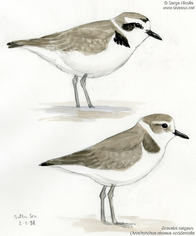 Snowy Plover, identification