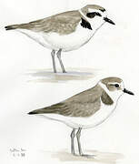 Snowy Plover