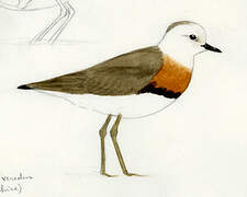 Oriental Plover