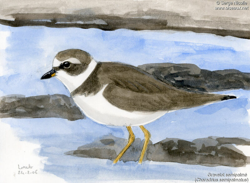 Semipalmated Plover, identification