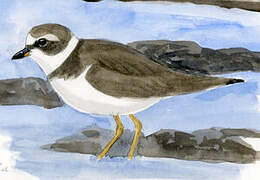 Semipalmated Plover