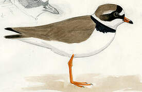 Semipalmated Plover