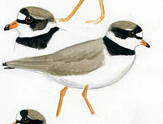 Semipalmated Plover