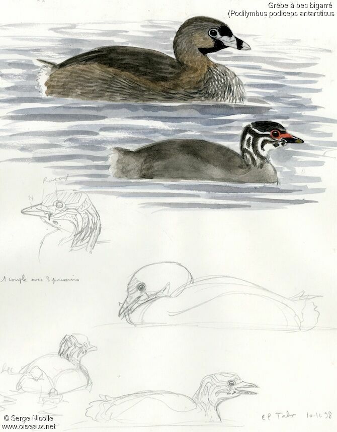 Pied-billed Grebe, identification