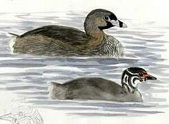 Pied-billed Grebe