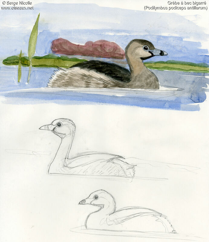 Pied-billed Grebe, identification