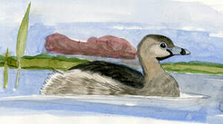 Pied-billed Grebe