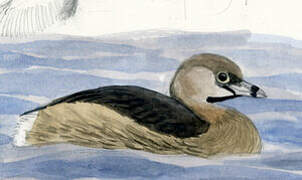 Pied-billed Grebe