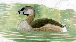 Pied-billed Grebe