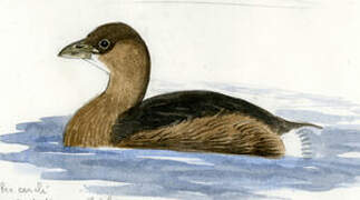 Pied-billed Grebe