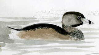 Pied-billed Grebe