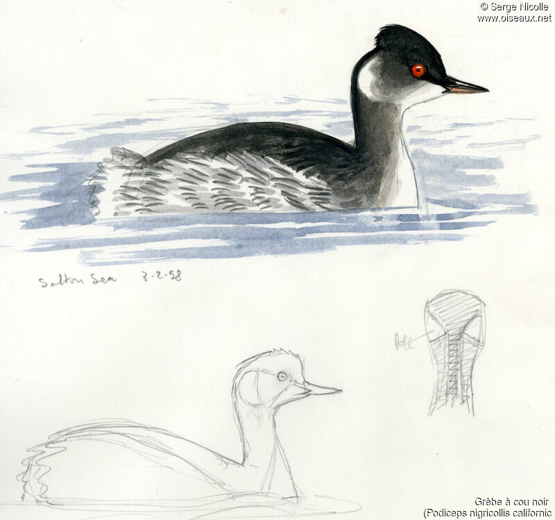 Black-necked Grebe, identification