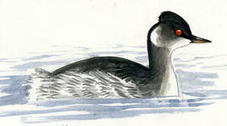 Black-necked Grebe