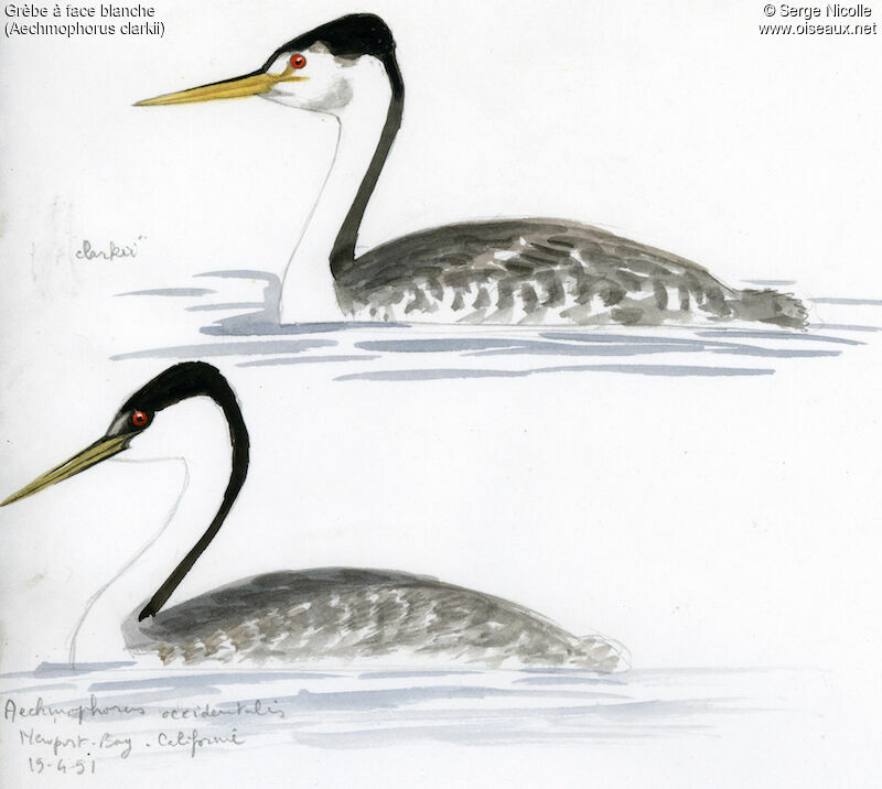 Clark's Grebe, identification