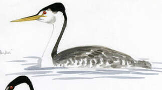 Clark's Grebe