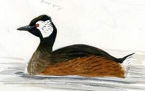 White-tufted Grebe