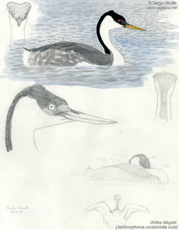 Western Grebe, identification