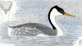 Western Grebe